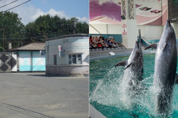 video de la detinuti la delfini gelu danut dinca fostul sef al penitenciarului poarta alba numit la conducerea delfinariului din constanta 67934da188b60