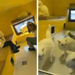 video la mate cafeneaua cu pisici peste 100 de feline ii incanta pe clientii de toate varstele 6788169c09e94