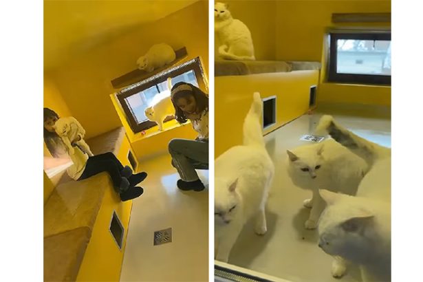 video la mate cafeneaua cu pisici peste 100 de feline ii incanta pe clientii de toate varstele 6788169c09e94