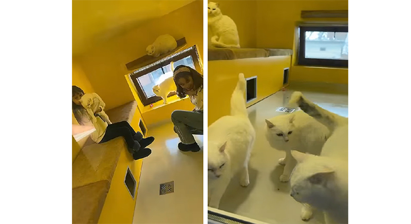video la mate cafeneaua cu pisici peste 100 de feline ii incanta pe clientii de toate varstele 6788169c09e94