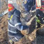 video momentul in care un pui de caprioara este salvat dintr un iaz inghetat de pompierii din suceava 67869d413f3ef