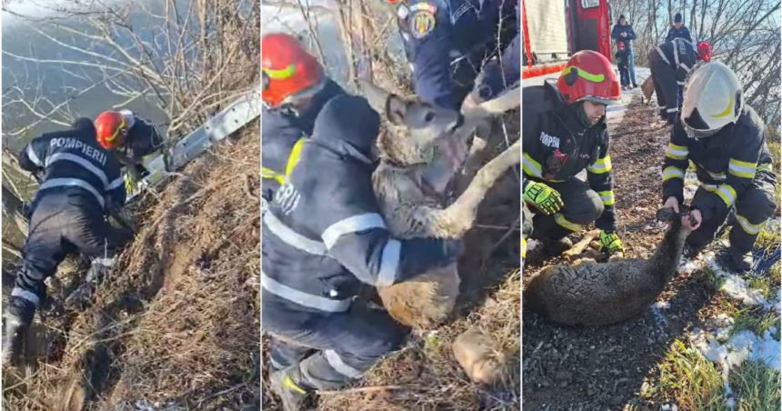 Momentul în care un pui de căprioară este salvat dintr-un iaz înghețat de pompierii din Suceava 1 video momentul in care un pui de caprioara este salvat dintr un iaz inghetat de pompierii din suceava 67869d413f3ef