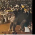 video peste 20 de persoane au fost ranite in india dupa ce un elefant a devenit violent in timpul unui festival religios 677e9149ee36f