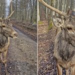 video povestea cerbului johnny prietenul padurarilor din maramures l am crescut de mic cu biberonul 678625ba6aedd