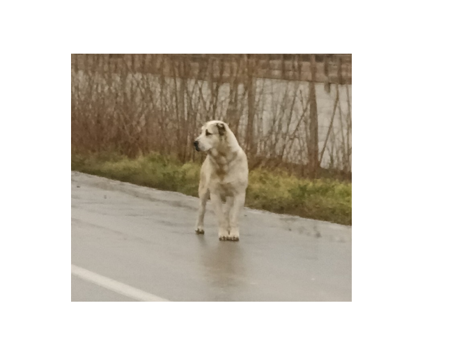 ȘOCANT! Un bărbat din Cobadin a fost mușcat de organul genital de un câine de la stână. Victima a fost operată de urgență. 1 video socant un barbat din cobadin a fost muscat de organul genital de un caine de la stana victima a fost operata de urgenta 67877866dafdc