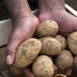 video suprafata cultivata cu cartofi in romania s a injumatatit iar productia a atins cel mai mic nivel cum explica specialistii situatia 67975cd0a6345