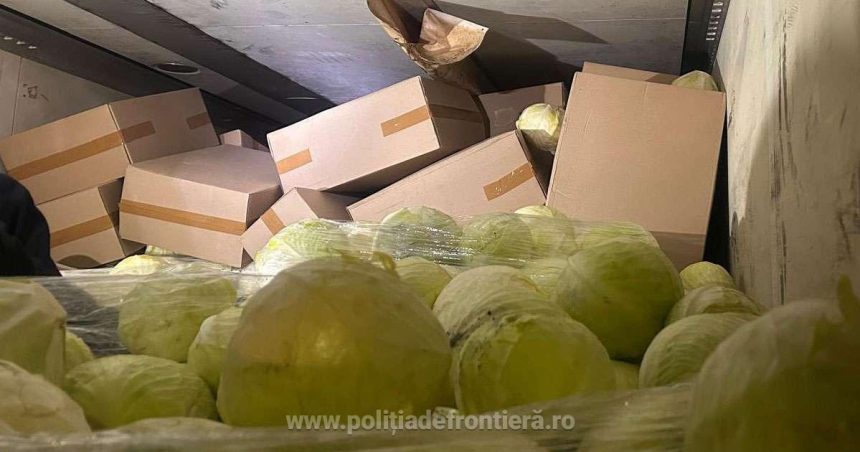 Pachete de țigări în valoare de peste 1,3 milioane de lei, descoperite de polițiști în vama Petea, ascunse într-un camion cu varză. 1 videofoto pachete de tigari in valoare de peste 13 milioane de lei descoperite de politisti in vama petea erau ascunse intr un camion cu varza 6799fd6880990
