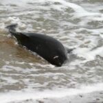 zeci de cetacee moarte in marea neagra dupa scufundarea a doua petroliere rusesti 677ac91e3ba4d