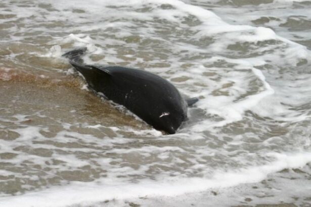 zeci de cetacee moarte in marea neagra dupa scufundarea a doua petroliere rusesti 677ac91e3ba4d