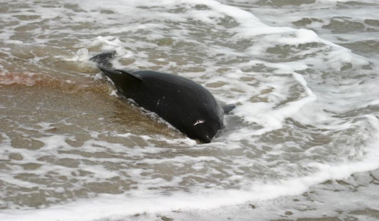 Zeci de cetacee moarte în Marea Neagră, după scufundarea a două nave petroliere rusești 1 zeci de cetacee moarte in marea neagra dupa scufundarea a doua petroliere rusesti 677ac91e3ba4d