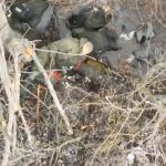 analiza fortele nord coreene cea mai recenta armata de unica folosinta destramata in razboiul rusiei impotriva ucrainei 67a87e1299893