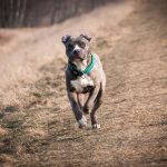caz incredibil la constanta militar judecat pentru ca ar fi ucis un caine din rasa amstaff caporalul intervenise sa salveze o femeie 67a2ec10918f1