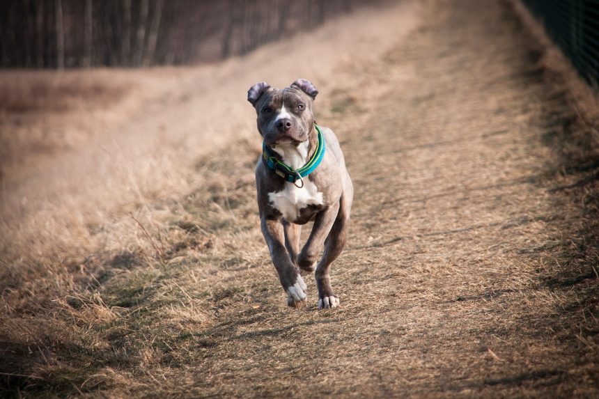 caz incredibil la constanta militar judecat pentru ca ar fi ucis un caine din rasa amstaff caporalul intervenise sa salveze o femeie 67a2ec10918f1