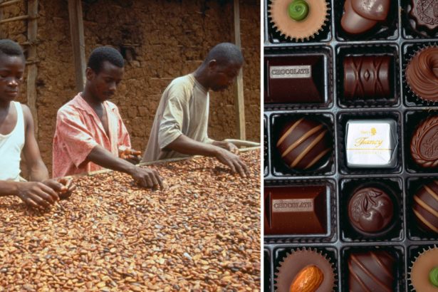 cea mai mare criza de cacao din ultimii 60 de ani cum influenteaza incalzirea globala ziua indragostitilor dar si alte sarbatori 67ae636081c4d