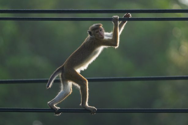 cum a reusit o maimuta sa provoace o pana generalizata de curent in sri lanka 67a8bd5b313da