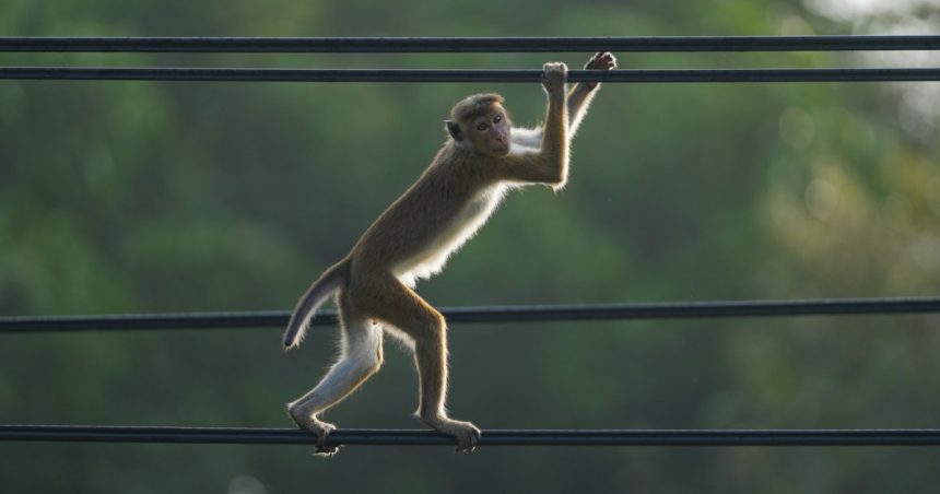 cum a reusit o maimuta sa provoace o pana generalizata de curent in sri lanka 67a8bd5b313da
