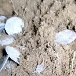 doi scotieni au gasit o comoara din secolul xv cu detectorul de metale o descoperire pe care o poti face o data in viata 67b5f33a76e2f