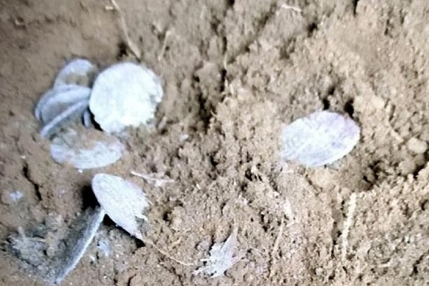 doi scotieni au gasit o comoara din secolul xv cu detectorul de metale o descoperire pe care o poti face o data in viata 67b5f33a76e2f
