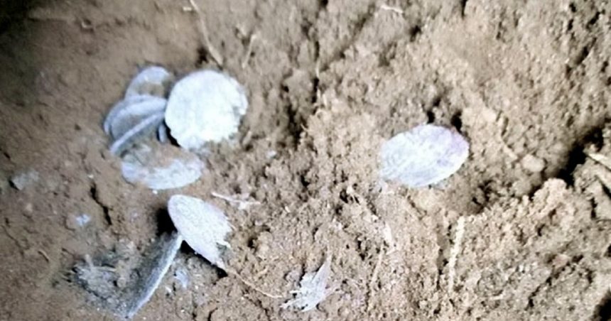 doi scotieni au gasit o comoara din secolul xv cu detectorul de metale o descoperire pe care o poti face o data in viata 67b5f33a76e2f