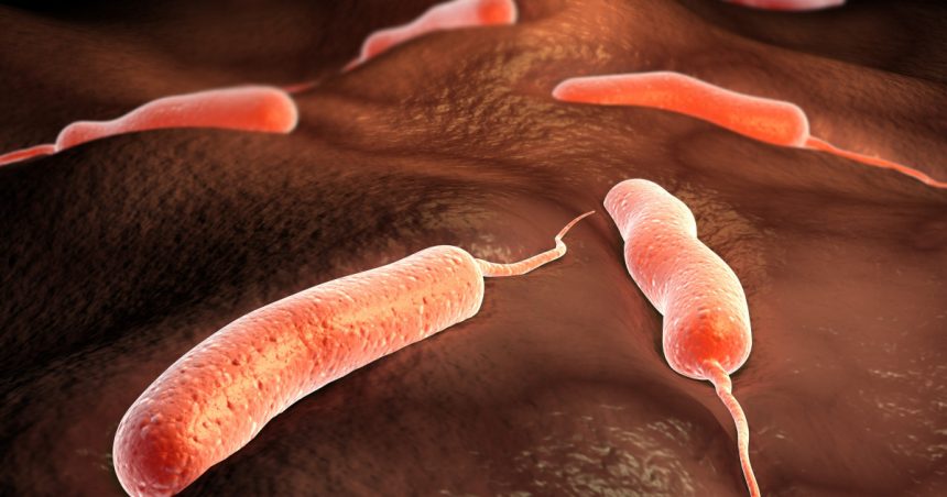 epidemie grava de holera in angola peste 4000 de persoane s au imbolnavit dintre care 150 au murit 67b4a8c22e287