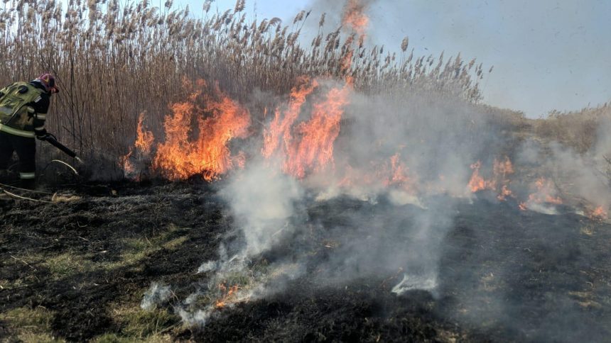 foto video incendiu de proportii la vegetatia stuficola din macin pompierii lupta cu flacarile in zona greu accesibila 67bc73ad92c9b