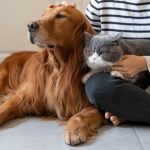 frauda de 150 000 de euro cu animale de companie inexistente o grupare spaniola a fost arestata dupa pacalirea a peste 100 de oameni 67a35b74f0027