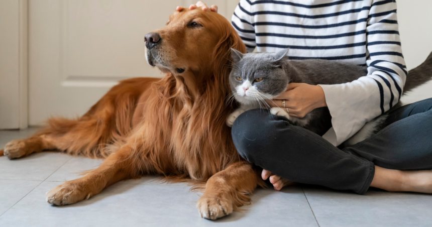 frauda de 150 000 de euro cu animale de companie inexistente o grupare spaniola a fost arestata dupa pacalirea a peste 100 de oameni 67a35b74f0027