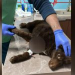 mai multe asociatii acuza o primarie din botosani ca a impuscat cainii maidanezi din zona ii aduna in saci ce spune politia 679fbb0017410