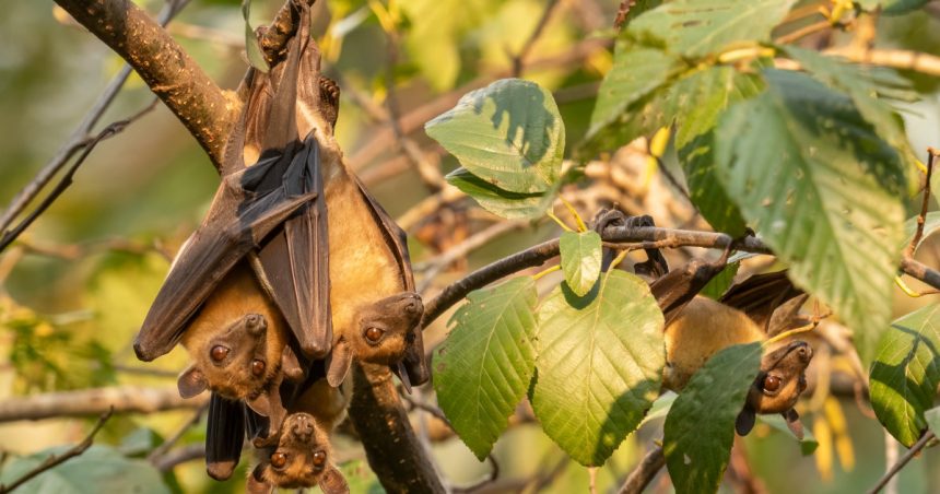 O „boală necunoscută” a provocat moartea a cel puțin 50 de persoane în Congo, după ce focarul a început de la trei copii care au consumat un liliac. Ce declara OMS. 1 o boala necunoscuta a ucis cel putin 50 de oameni in congo focarul a plecat de la trei copii care au mancat un liliac ce spune oms 67bf93a2623ed