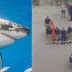 o fata de 17 ani a murit dupa atacul unui rechin in australia zona ar fi avut masuri de protectie impotriva pradatorilor marini 67a0d0b963b25