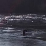 pompierii din cadrul isu dobrogea intervin pentru salvarea unui caine prins intre bucati de gheata pe lacul tasaul 67bc81bcf1bed