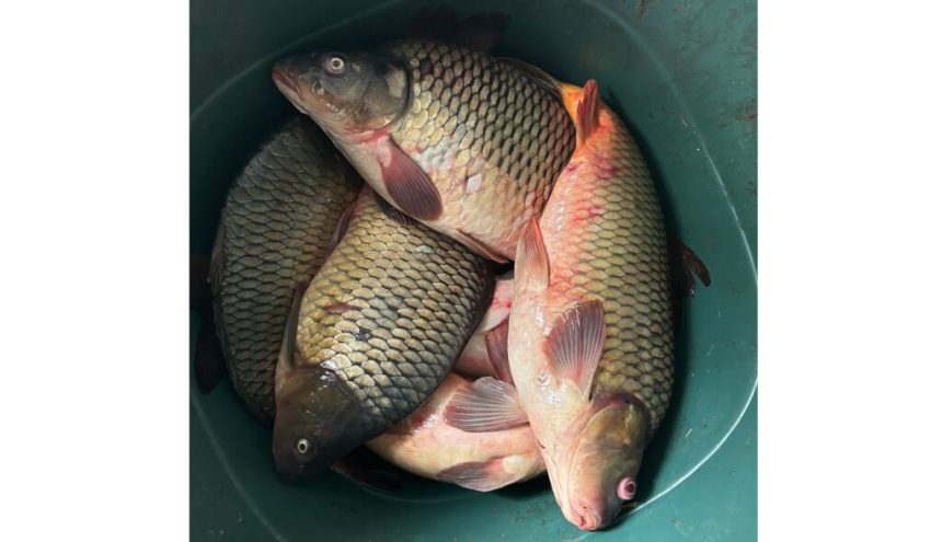 Prins vânzând pește fără documente! Jandarmii din Medgidia au confiscat 32 kg de crap. 1 prins vanzand peste fara documente jandarmii din medgidia au confiscat 32 kg de crap 67aa0922e450a