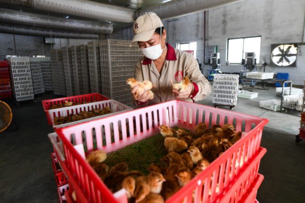 pui rezistenti la boli si cereale modificate genetic cum vrea china sa stimuleze agricultura ca sa infrunte sua 67b2c3a59e7f8