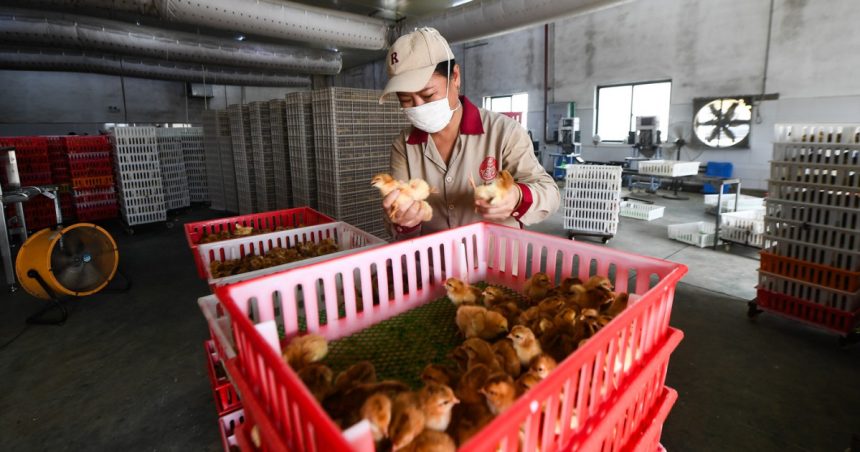 Pui rezistenți la boli și cereale modificate genetic. Strategiile Chinei pentru a stimula agricultura în fața SUA. 1 pui rezistenti la boli si cereale modificate genetic cum vrea china sa stimuleze agricultura ca sa infrunte sua 67b2c3a59e7f8