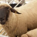 tineri retinuti dupa ce au furat 6 capre si 3 oi din gospodaria unui barbat au abandonat animalele pe un camp 67b9cbc8661bd