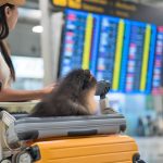 video aeroporturile din europa devin pet friendly cand ar putea aparea si in romania spatii speciale pentru animale nu am avut cereri 679e0701ca4e9