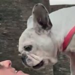 video cat costa sa ti clonezi cainele sau pisica la un laborator din spania animalul este practic acelasi se va comporta aproape la fel 67a993999628f