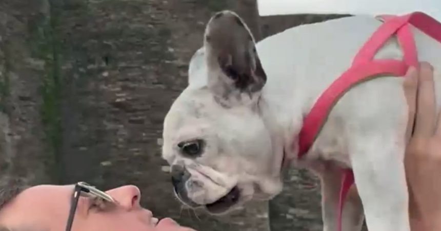 Cât costă să-ți clonezi câinele sau pisica la un laborator din Spania: „Animalul este practic același, se va comporta aproape la fel” 1 video cat costa sa ti clonezi cainele sau pisica la un laborator din spania animalul este practic acelasi se va comporta aproape la fel 67a993999628f