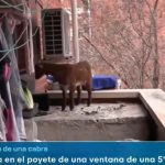 video o capra blocata la etajul cinci a fost salvata de pompieri cum a ajuns animalul acolo 67b9bd94d93d1