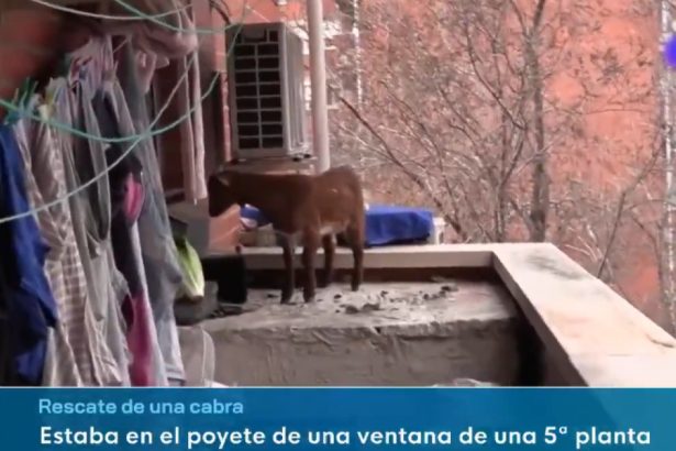 video o capra blocata la etajul cinci a fost salvata de pompieri cum a ajuns animalul acolo 67b9bd94d93d1
