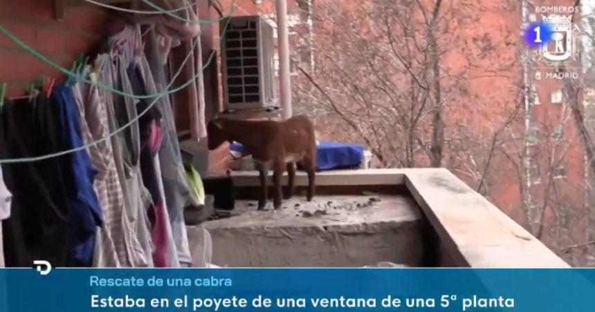 O capră blocată la etajul cinci a fost salvată de pompieri. Cum a ajuns animalul în acel loc? 1 video o capra blocata la etajul cinci a fost salvata de pompieri cum a ajuns animalul acolo 67b9bd94d93d1