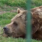 video vremea calda a trezit ursii de la gradina zoo oradea ce spune credinta populara despre momentul in care acestia ies din barlog 67a04e9c663e9