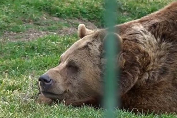 video vremea calda a trezit ursii de la gradina zoo oradea ce spune credinta populara despre momentul in care acestia ies din barlog 67a04e9c663e9