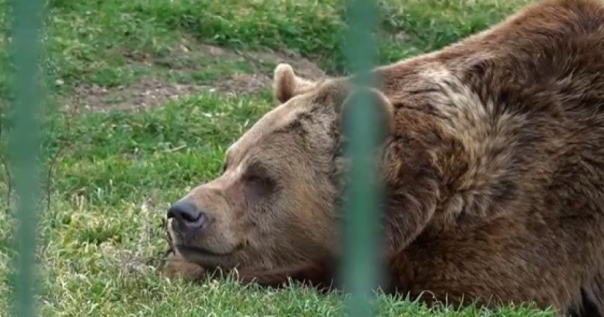 Vremea caldă a trezit urșii de la Grădina Zoo Oradea. Ce spune credința populară despre momentul în care aceștia ies din bârlog. 1 video vremea calda a trezit ursii de la gradina zoo oradea ce spune credinta populara despre momentul in care acestia ies din barlog 67a04e9c663e9
