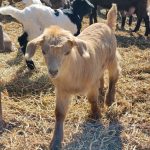 alerta de febra aftoasa la granita ce masuri s au luat la nivelul judetului constanta 67d1b5dd331ff