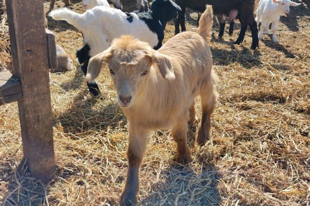 alerta de febra aftoasa la granita ce masuri s au luat la nivelul judetului constanta 67d1b5dd331ff