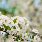 cum va fi vremea in luna aprilie meteorologii anunta temperaturi mai mari decat normalul perioadei 67e985dcdcd4f