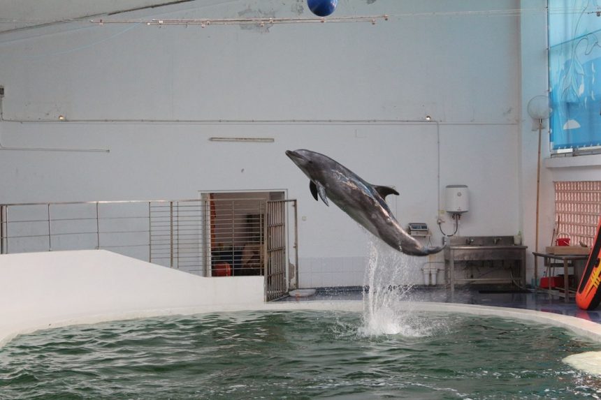 Delfinariul Constanța: Chen Chen, delfinul care a adus bucurie la sute de vizite, a murit 1 delfinariul constanta chen chen delfinul care a incantat sute de vizitatori s a stins din viata 67c49bef8666d