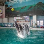 extinderea delfinariului va fi finalizata in aceasta toamna apoi pot fi mai multi delfini in bazin 67e08d512c4d5