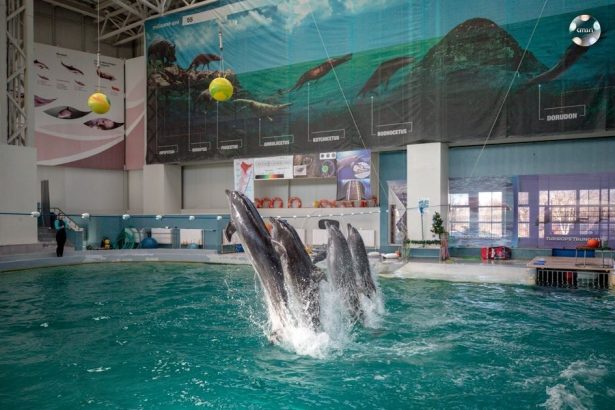 extinderea delfinariului va fi finalizata in aceasta toamna apoi pot fi mai multi delfini in bazin 67e08d512c4d5
